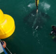 Sealite SLB1500 Buoys being installed in Dubai waters.