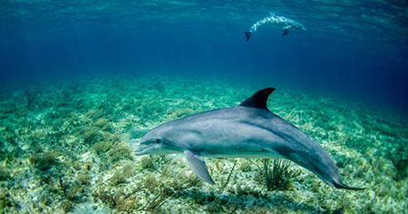 Synthetic Mooring Helping to Conserve Marine Habitat